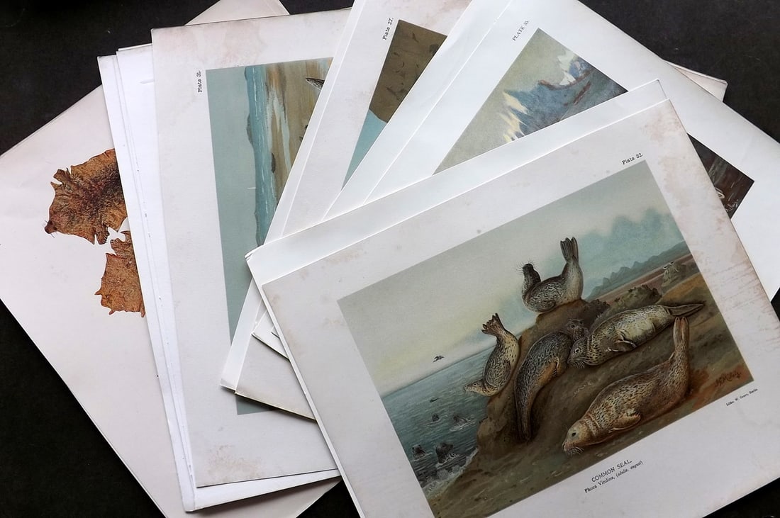 Millais, John 1904 Lot of 13 Rare Folio Prints. Seals: All seals and one Otter. Folio Chromolithographs, Offset Lithograph, Photoengravings and Photogravures Published 1904, London for "The Mammals of Great Britain and Ireland" by John Guille Millais. Ill