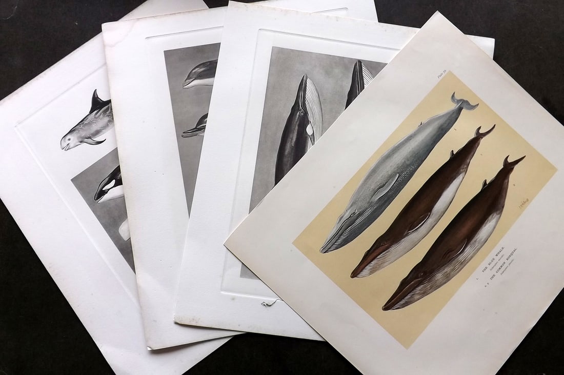 Millais, John 1904 Lot of 4 Rare Folio Prints. Whales, Dolphin & Narwhal: Folio Offset Lithograph & Photogravures Published 1904, London for "The Mammals of Great Britain and Ireland" by John Guille Millais. Illustrated by Archibald Thorburn, George Lodge and the Author. Ra
