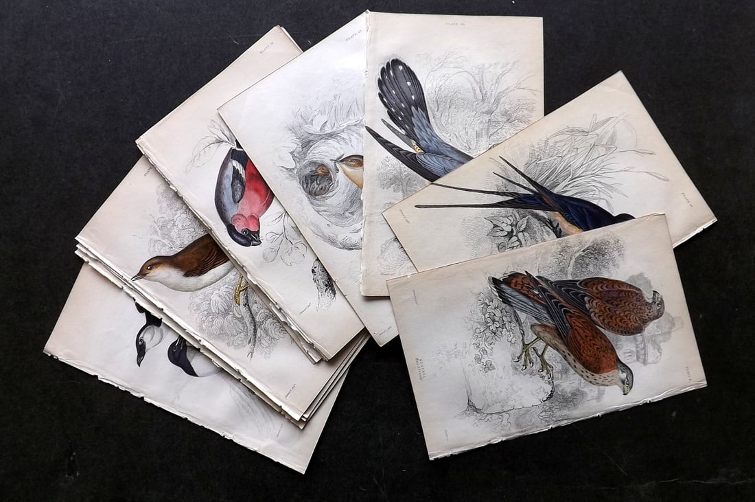 Jardine, William C1840 Lot of 18 Hand Colored Bird Prints (1 of 4)