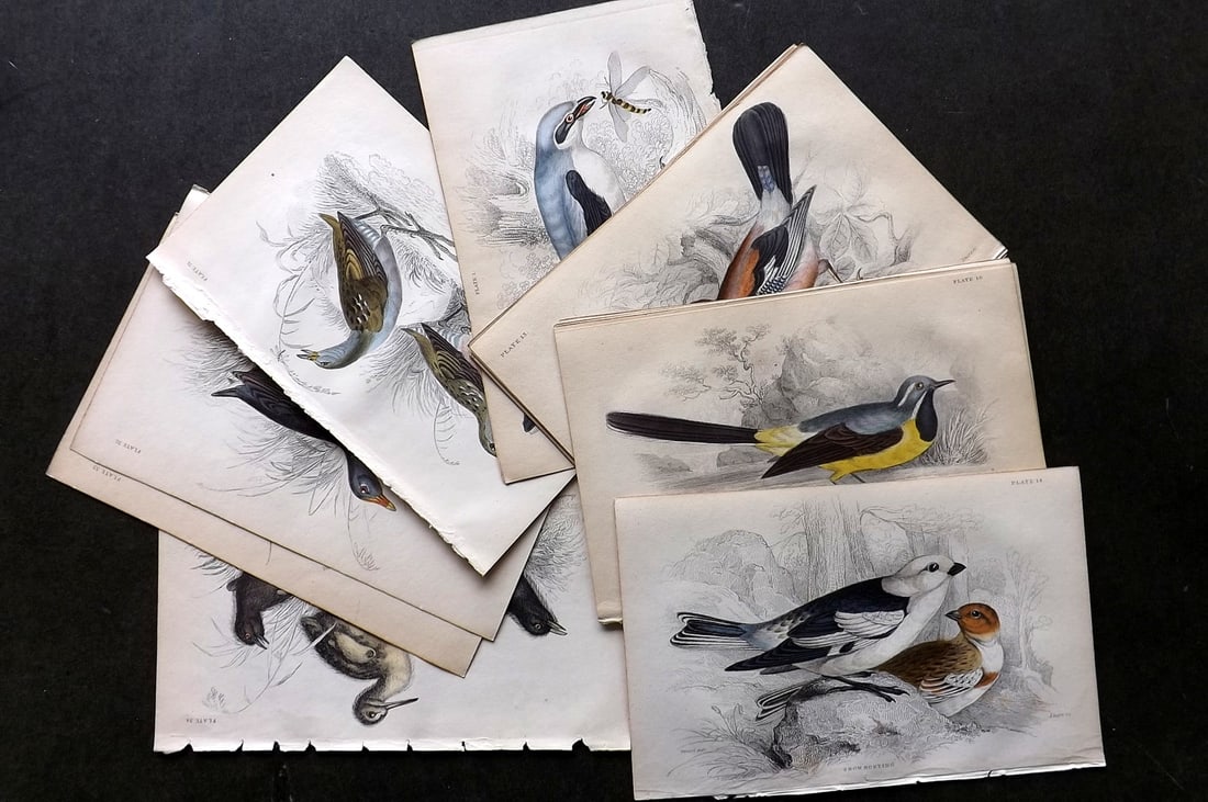 Jardine, William C1840 Lot of 14 Hand Colored Bird Prints (1 of 3)