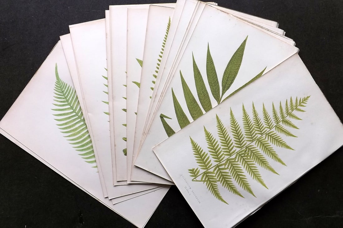 Lowe, Edward 1868 Lot of 16 Antique Fern Prints. Botanical (1 of 3)