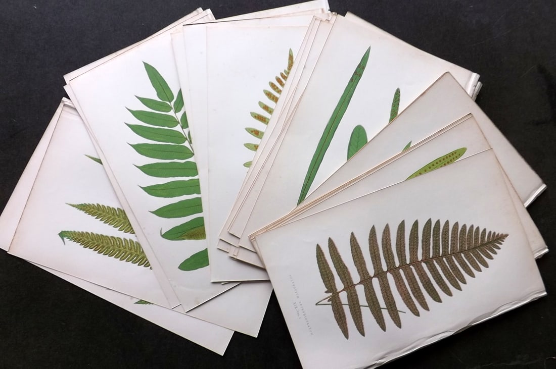 Lowe, Edward 1868 Lot of 32 Antique Fern Prints. Botanical (1 of 5)