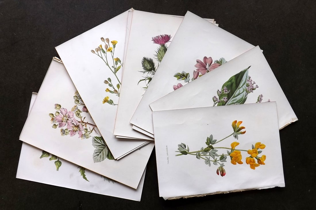 Hulme, Edward 1884 Lot of 21 First Edition Botanical Prints. Wild Flowers: Chromolithograph Published 1878-84, London for "Familiar Wild Flowers" First Edition by F. Edward Hulme & Shirley Hibberd. Paper Size: 7.5 x 5 inch (19 x 13cm) Good Condition