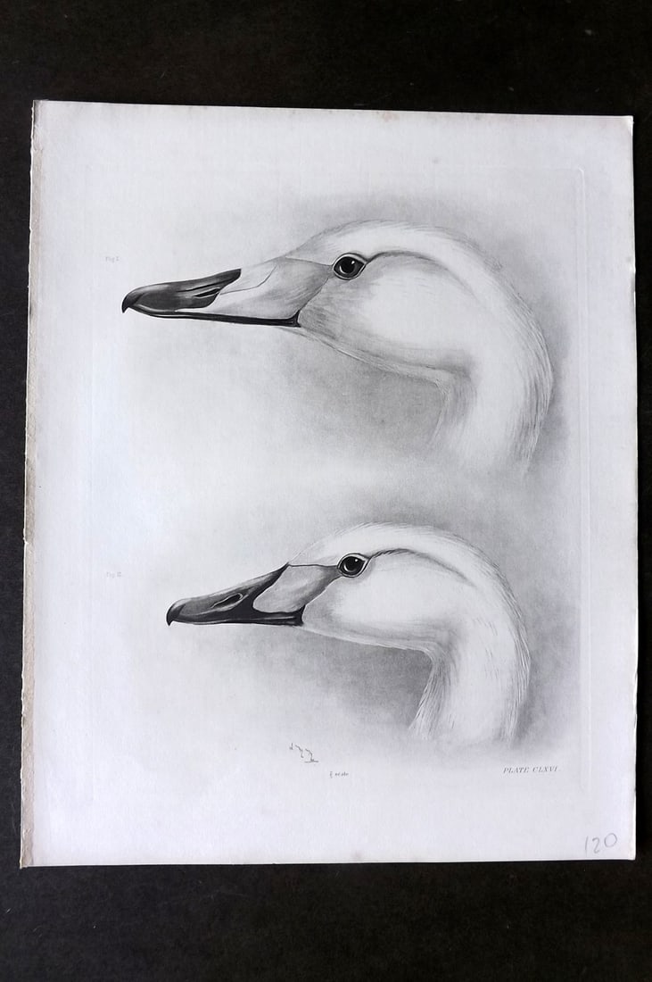 Medland, Lilian 1908 Folio Bird Print. Swan Heads - Whooper & Bewicks 166 (1 of 1)