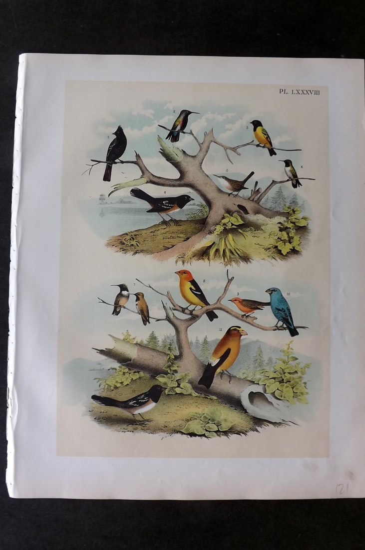 Studer, Jacob 1878 Folio USA Bird Print. Hummingbirds, Flycatcher, Goldfinch, Wren, Towhee 88: Folio Lithographs Published 1878-81, New York for "The Birds of North America" by Jacob H. Studer, illustrated by Theodore Jasper. Paper Size: 14.5 x 11.5 inch (37 x 29cm) Good Condition