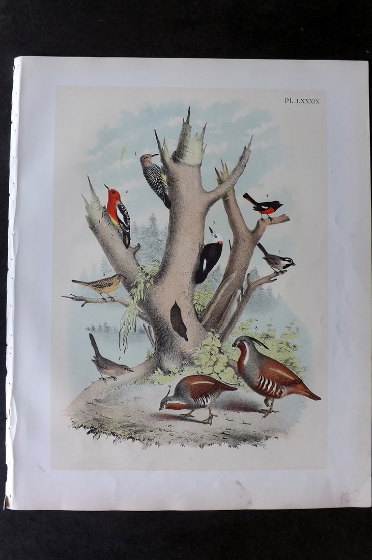 Studer, Jacob 1878 Folio USA Bird Print. Woodpecker, Sparrow, Tit, Mountain Quail 89 (1 of 1)
