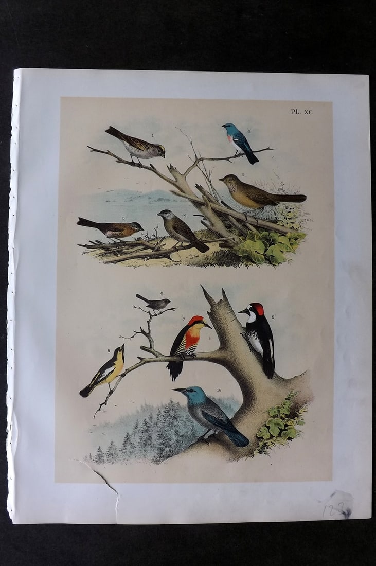 Studer, Jacob 1878 Folio USA Bird Print. Finches, Woodpeckers, Titmouse, Jay 90 (1 of 1)