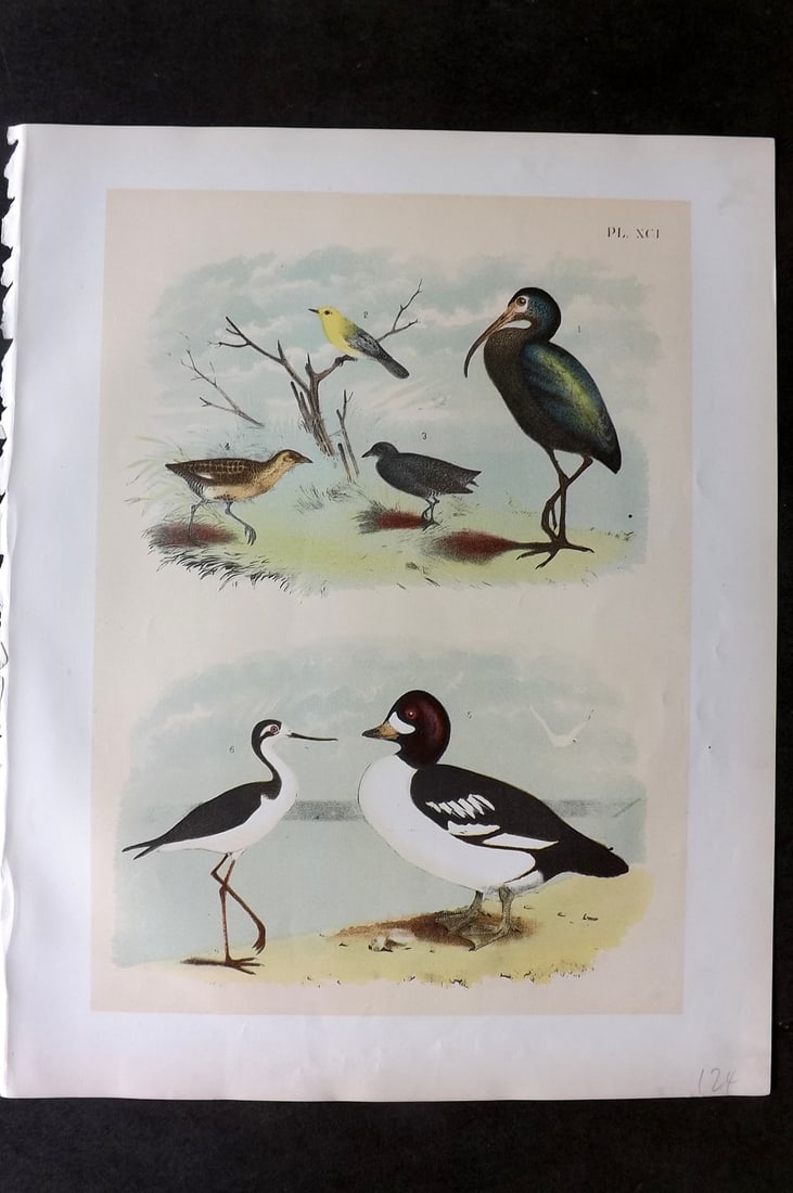 Studer, Jacob 1878 Folio USA Bird Print. Glossy Ibis, Warbler, Rail, Golden-Eye, Stilt 91 (1 of 1)