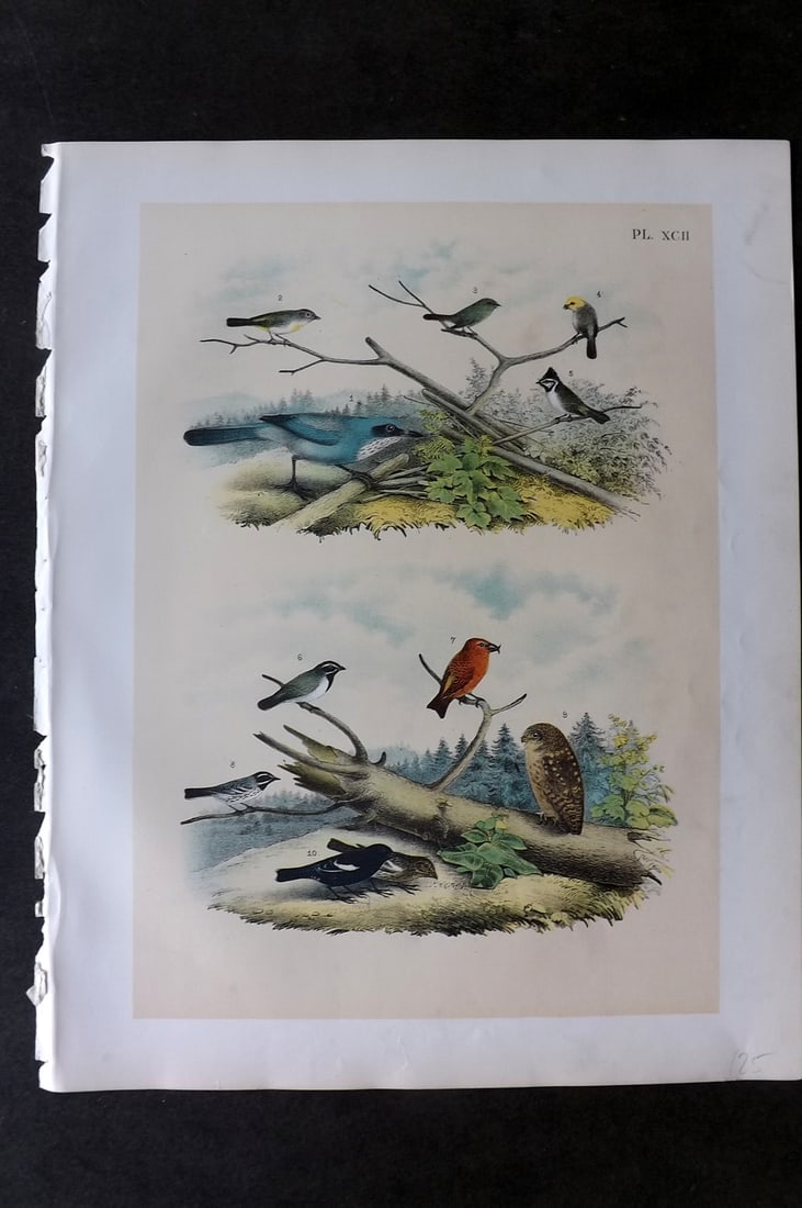 Studer, Jacob 1878 Folio USA Bird Print. Whitney Owl, Woodhouse Jay, Mountain Warbler, Titmouse, (1 of 1)
