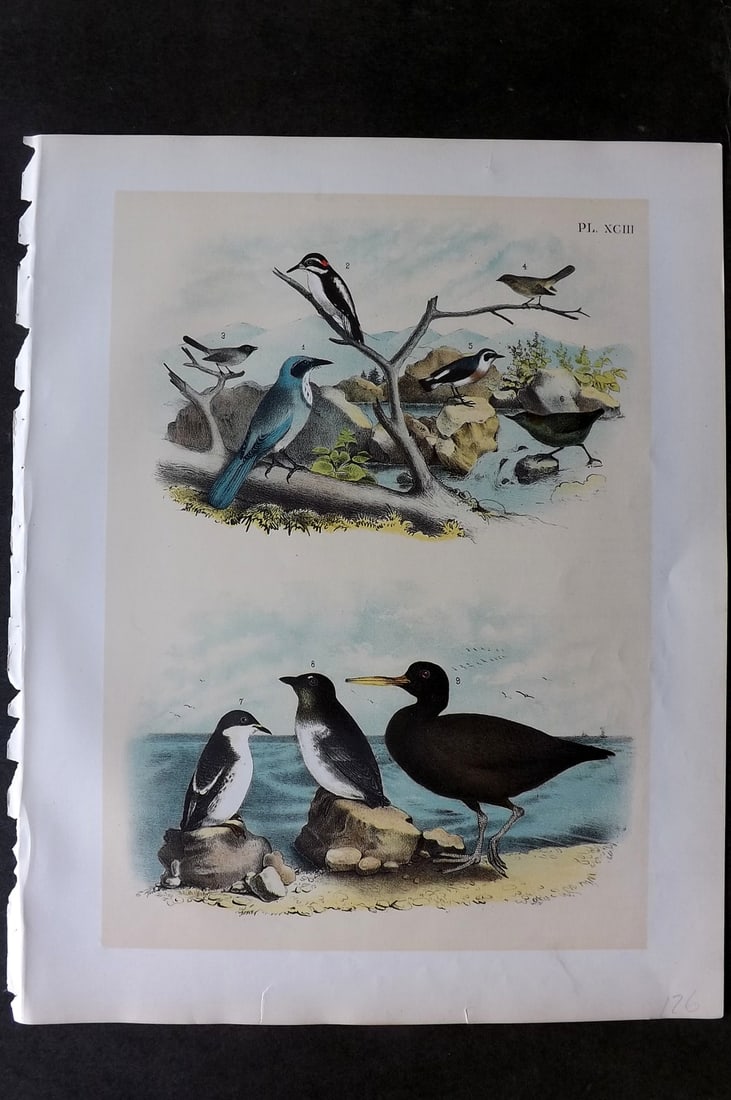 Studer, Jacob 1878 Folio USA Bird Print. California Jay, Woodpecker, Flycatcher, Dipper, Guillemot (1 of 1)