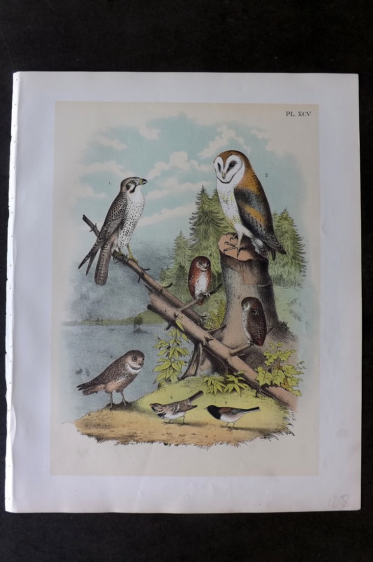 Studer, Jacob 1878 Folio USA Bird Print. Owls - Barn, Pygmy, Ferrugineous, Burrowing, Sparrow, (1 of 1)