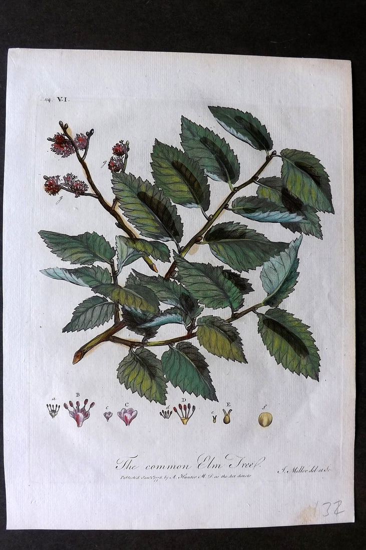 John Evelyn Forest Trees 1801 Hand Col Botanical Print. Common Elm Tree (1 of 1)