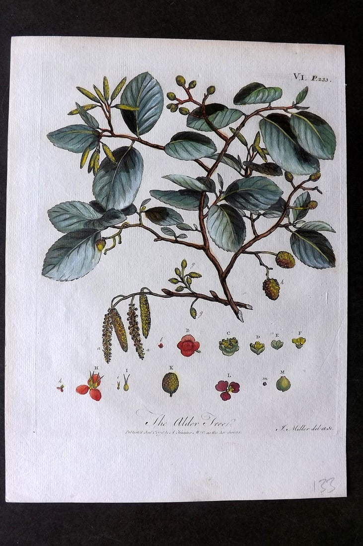 John Evelyn Forest Trees 1801 Hand Col Botanical Print. Alder Tree (1 of 1)