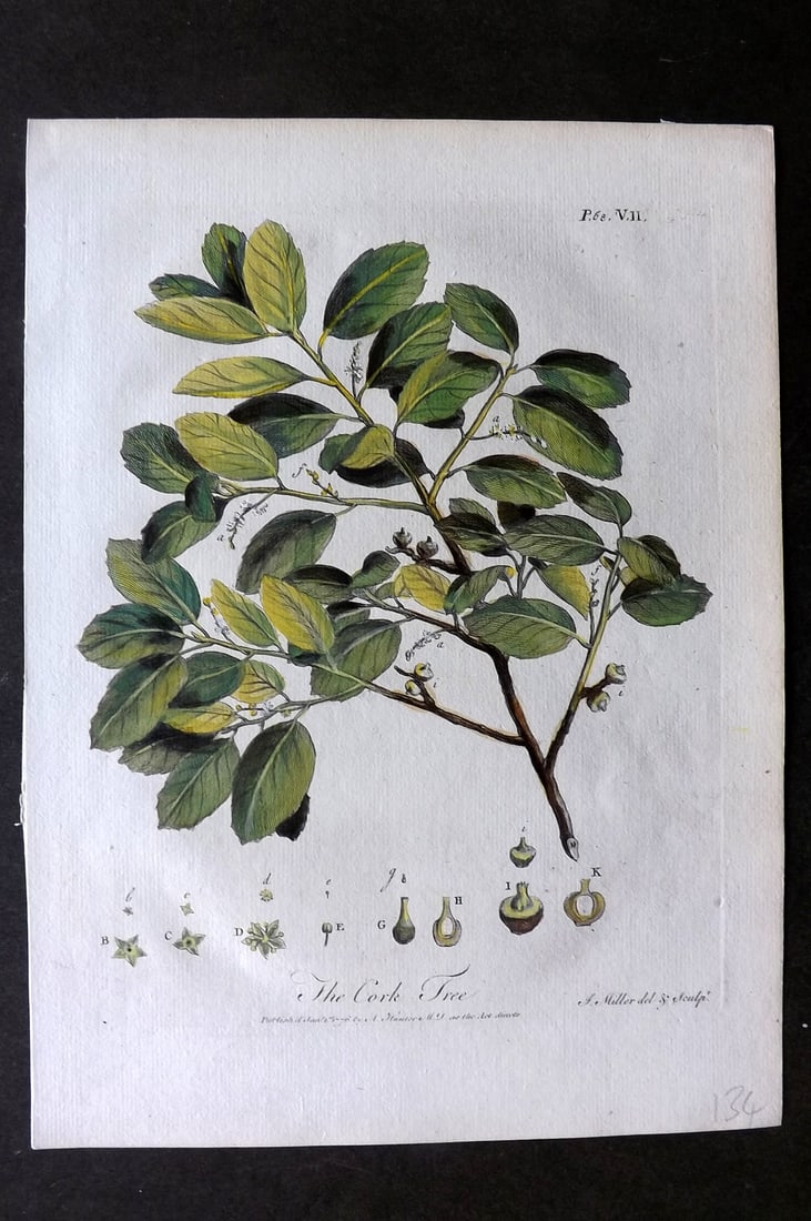 John Evelyn Forest Trees 1801 Hand Col Botanical Print. Cork Tree (1 of 1)