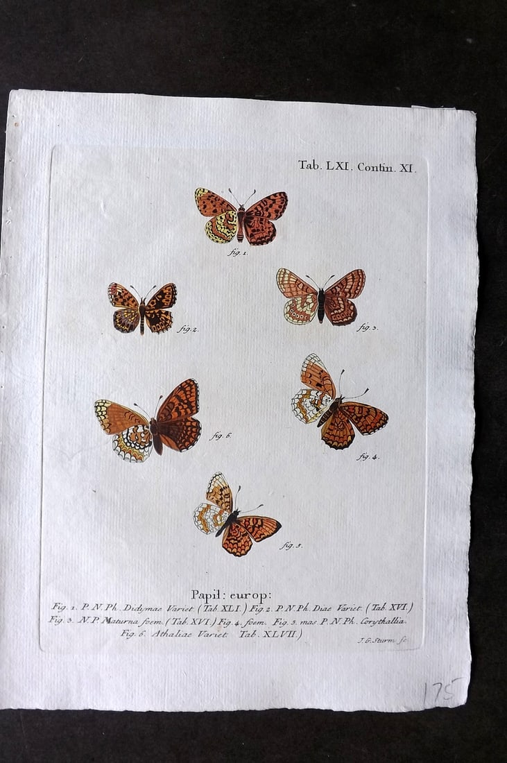 Esper, Eugenius C1790 Hand Col Butterfly Print. Papillio Europe 61: Hand Colored Copper Plate Published 1776-1807, Stuttgart for "Die Schmetterlinge in Abbildungen nach der Natur mit Beschreibungen" by Eugenius Johann Christoph Esper. Paper Size: 11 x 8.5 inch (28 x 2