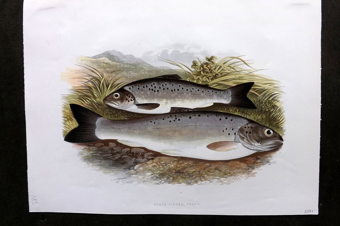 Houghton, Rev. William 1879 Folio Fish Print. Black-Finned Trout (1 of 1)
