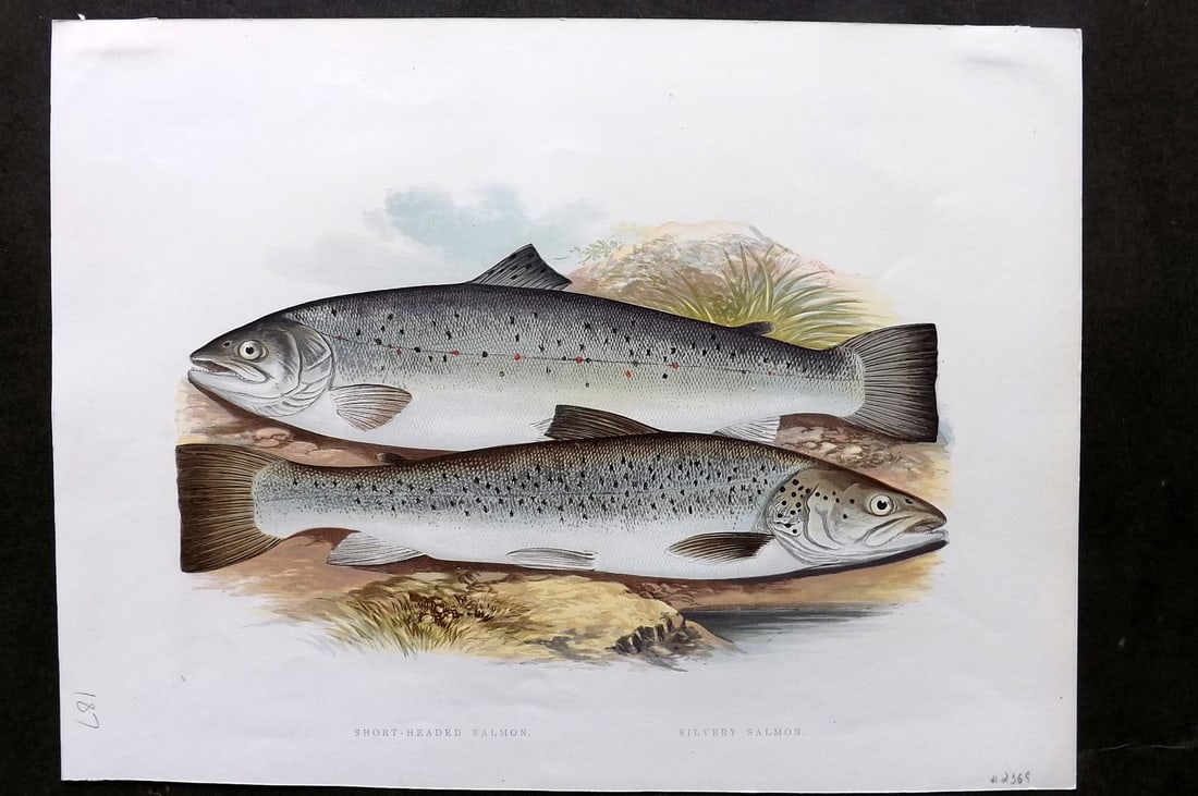 Houghton, Rev. William 1879 Folio Fish Print. Short Headed & Silvery Salmon (1 of 1)