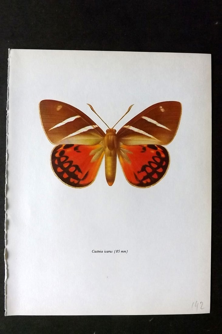 Prochazka, Frantisek 1966 Vintage Moth Print. Castnia Icarus: Vintage Offset Lithograph Published 1966, London for "Beautiful Moths" by J. Moucha. Illustrated by Frantisek Prochazka. Descriptive text to verso, but this relates to the adjacent plate. On nice wove