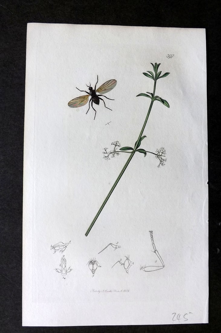 Curtis, John C1830 Hand Col Botanical Insect Print. Drapetis Aterrima 397: Hand Colored Etching Published 1823-39, London for "British Entomology: Being Illustrations and Descriptions of the Genera of Insects found in Great Britain and Ireland" by John Curtis. With accompany