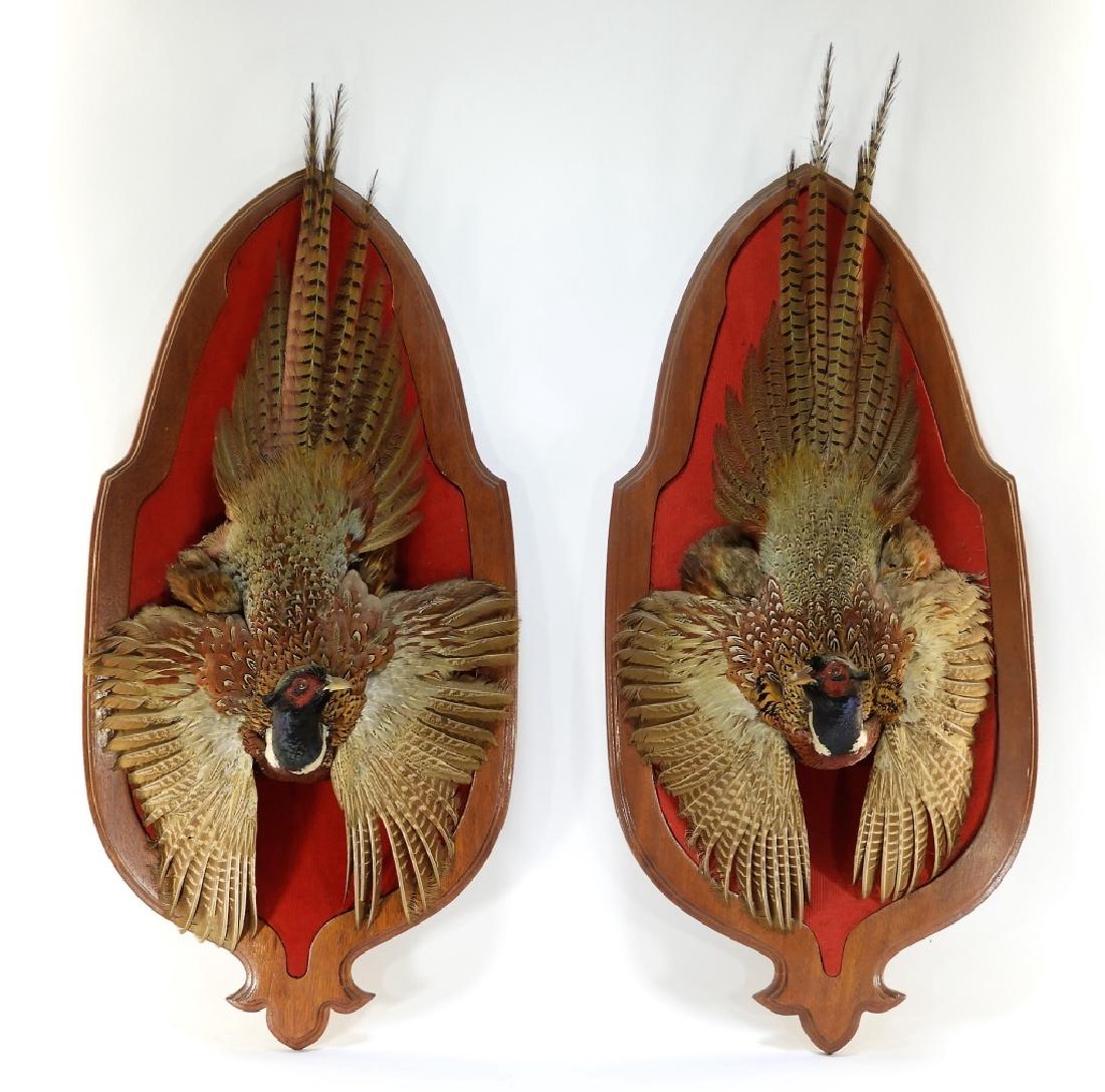 PR Taxidermy Mounted Pheasant Game Birds (1 of 7)