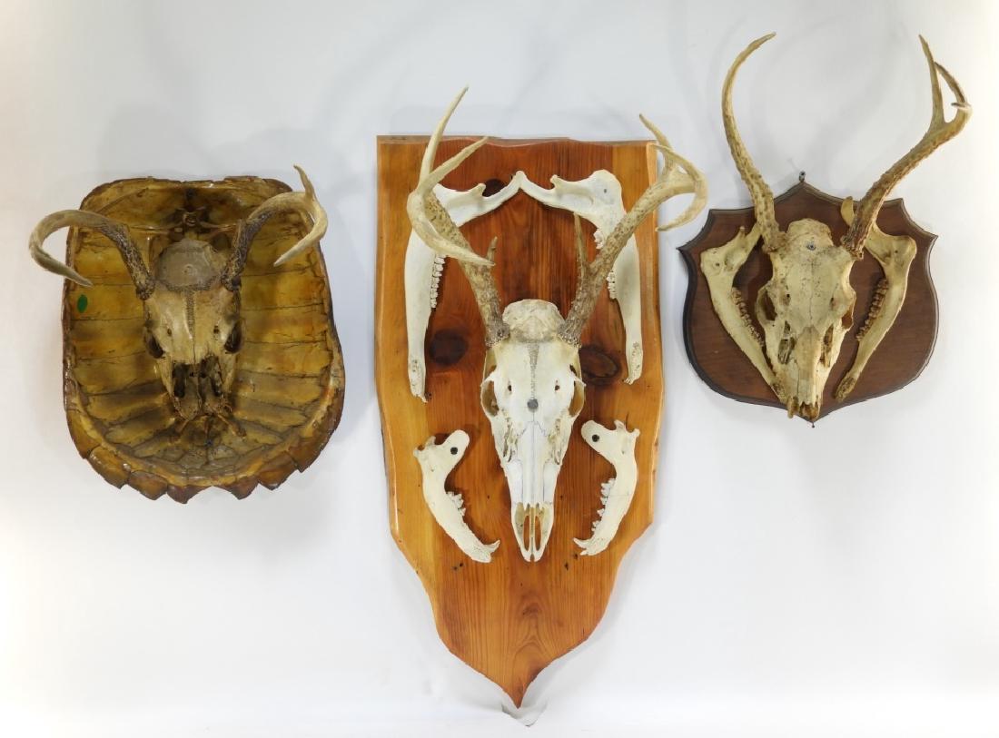 3 Taxidermy Deer Skulls w/ 1 Turtle Shell Mounted: NORTH AMERICA, 20TH CENTURY A group of three taxidermy deer skull mounts. One skull is mounted on a turtle shell. Largest measures 28" tall by 12" wide by 13" off the wall.