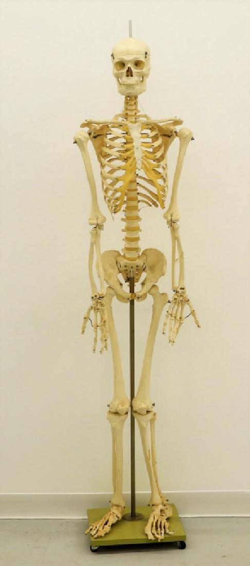 American Medical School Practice Faux Skeleton: UNITED STATES, 20TH CENTURY An American medical school faux practice skeleton. The skeleton is good for interesting office party shenanigans or a frightful Halloween display. 6' tall on stand