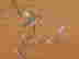 item-62777814=3