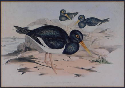 Gould Pied Oystercatcher Hand Colored Lithograph: Elizabeth Gould United Kingdom,1804â€“1841 Illustrated by Elizabeth Gould for John Gouldâ€™s (1804-1881) Birds of Australia portfolio, Latin name Haematopus longirostris.Hand colored lithogr