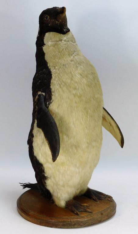 C1940 Antique Taxidermy Adelie Penguin Mount: United States,Predates 1950 Depicts a penguin with neck craned and looking off to one side with wings slightly outstretched. Overall 22" t x 11" w x 12" d,, Taxidermy From the collection of an Uxbridg