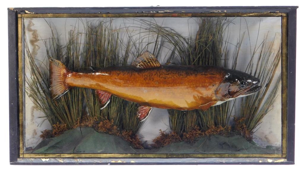 Taxidermy Brook Trout w/ Display Case: United States,19th Century Taxidermy trout with real skin and glossy finish mounted in a river diorama inside a black and gilt display case. Taxidermy,Case 12 1/2" t x 22 1/2" w x 4 3/4" d.Trout appro