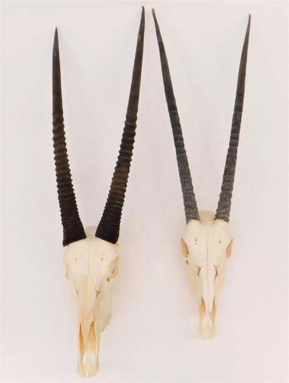 PR Gemsbok Taxidermy Skulls (1 of 5)