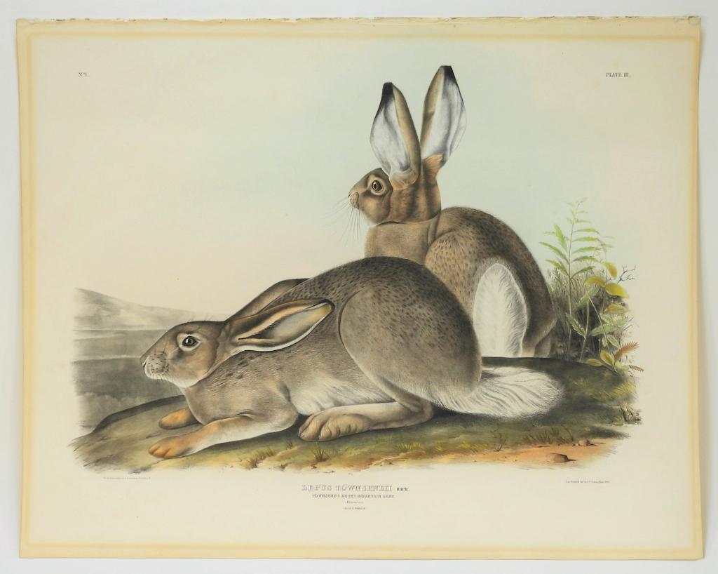 John J. Audubon Rocky Mountain Hare Lithograph (1 of 9)