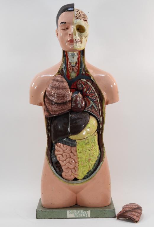 Sargent Welch Anatomical Teaching Body Model (1 of 12)