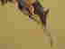 item-137338354=3