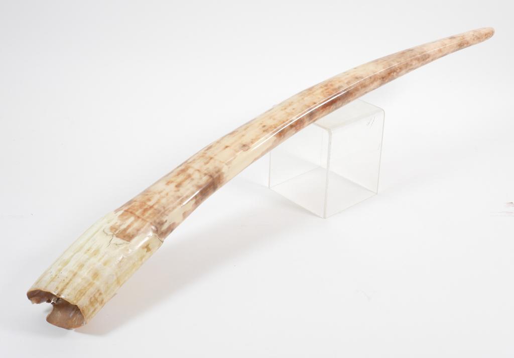 19C Polished Walrus Tusk 23": United States,19th Century Finely polished walrus tooth with high shine, natural color variations, and no markings or scrimshaw. Tooth,Approx. 23" long. From the collection of a New Bedford, Massachus