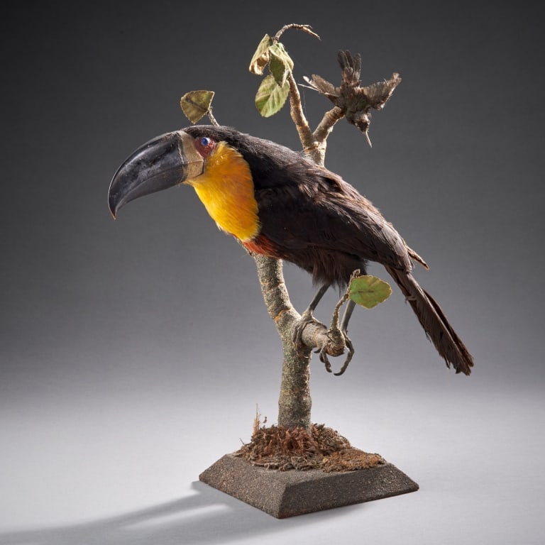 Antique Taxidermy Bird Group (1 of 5)