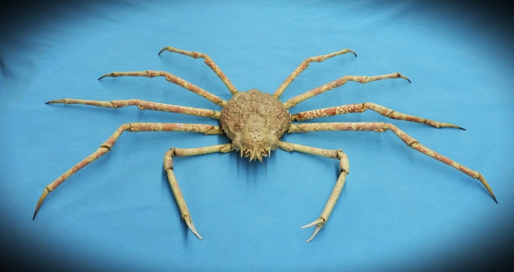 Taxidermy Giant Japanese Spider Crab (1 of 2)
