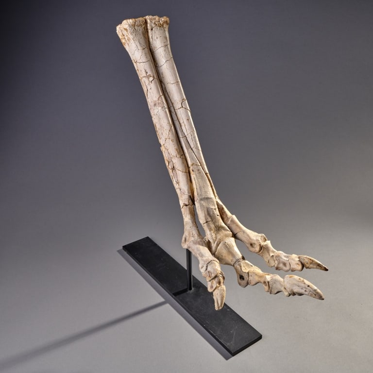 Fossil Theropod Dinosaur Hand, Oviraptor (1 of 3)