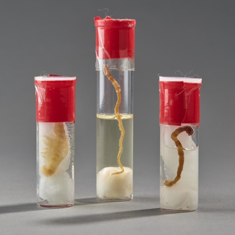 3 Extremely Rare Preserved Specimens Of Deep Sea T (1 of 2)