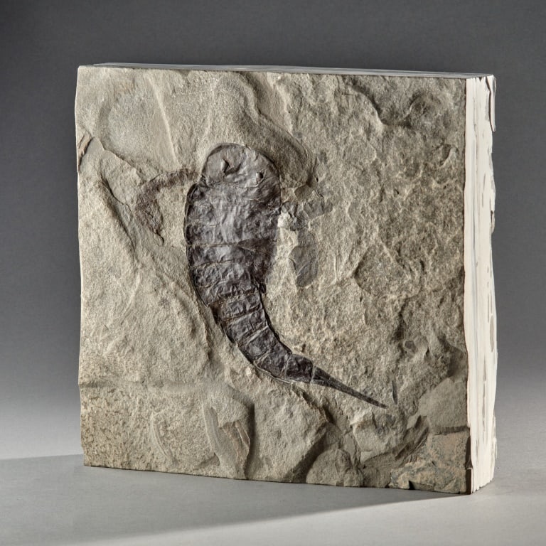 Gigantic Sea Scorpion Fossil: Herkimer County, NY,Silurian (432 - 418 mya) Museum grade eurypterid fossil of exceptional size. Excavated in the 1970's on private property near, but not at, the famous Land Quarry, it has been in a