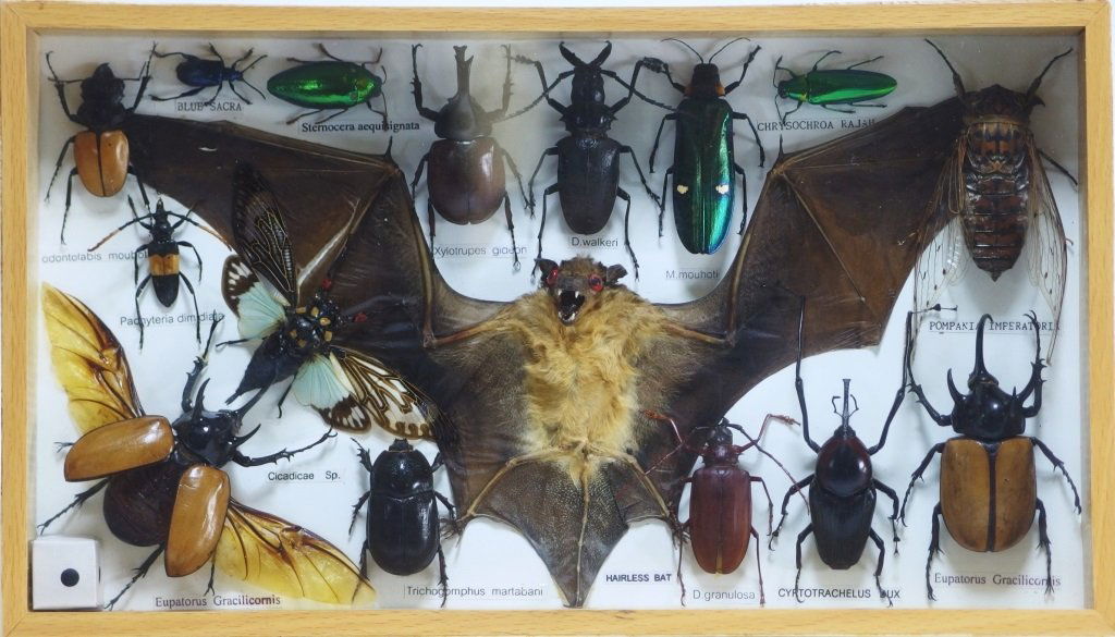 Insect Bat & Beatle Taxidermy Mount (1 of 3)