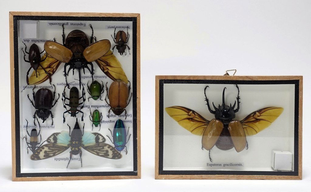 2 Beetle Taxidermy Bug Mounts (1 of 3)