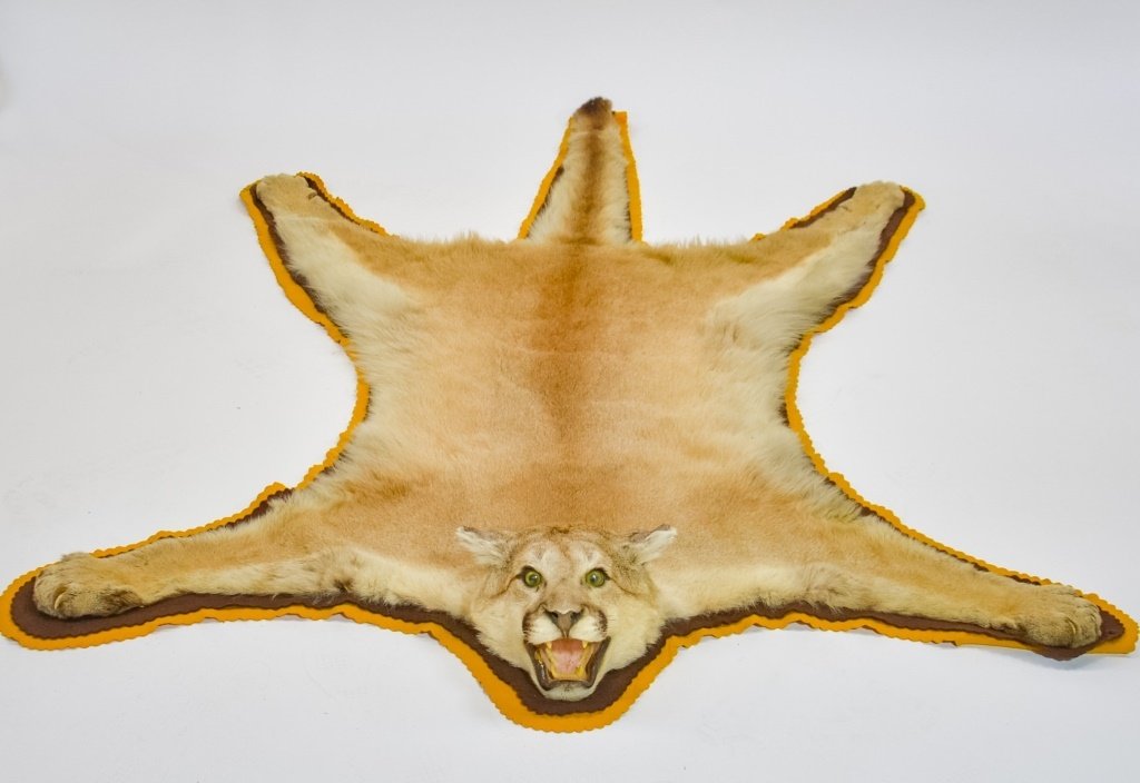 American Mountain Lion Cougar Taxidermy Carpet (1 of 4)