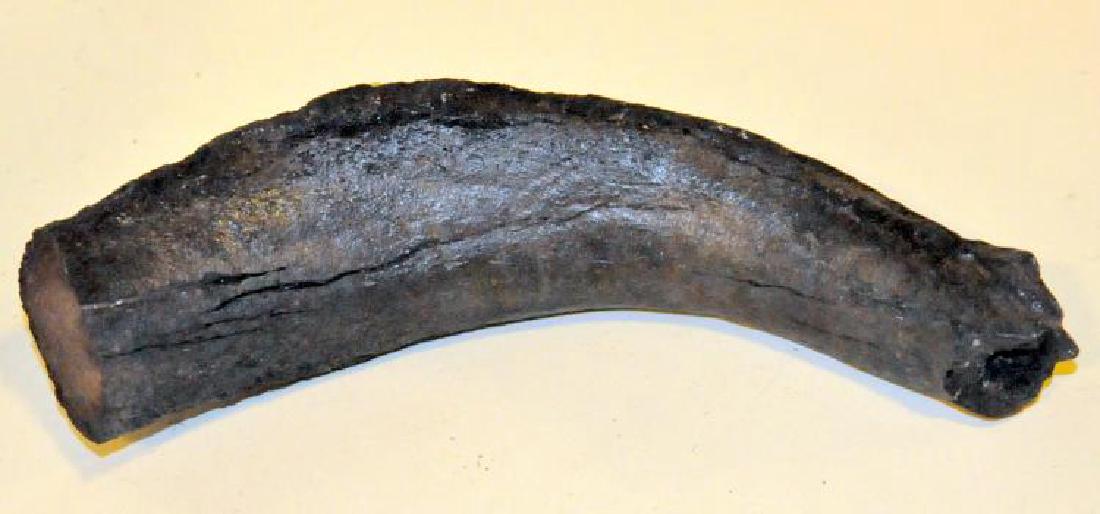 Fossil manatee rib mineralized (1 of 2)