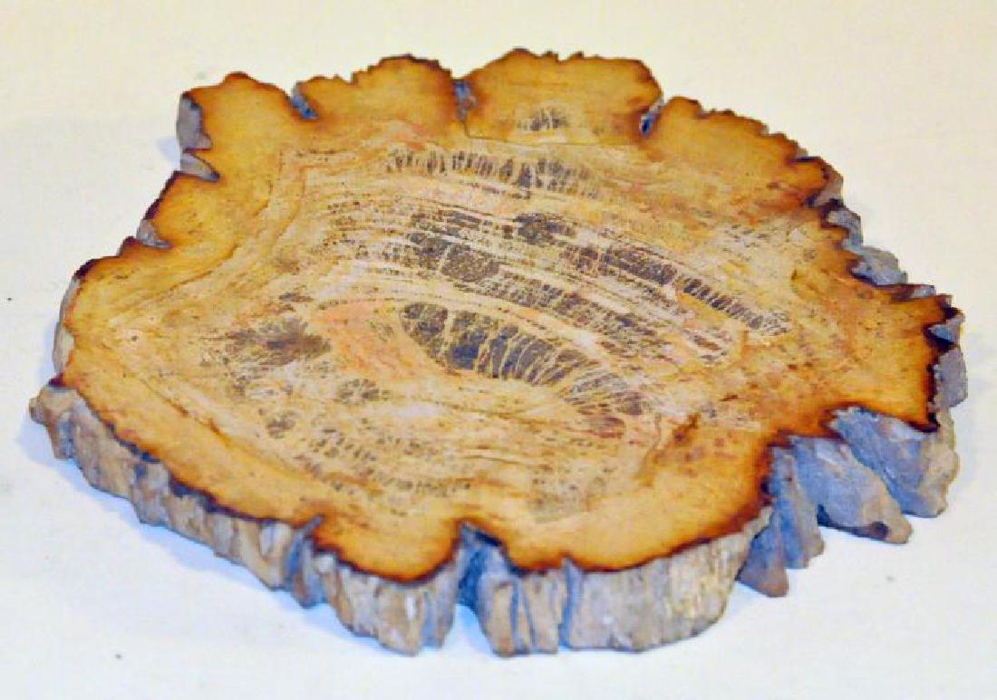 Petrified wood slice polished (1 of 8)