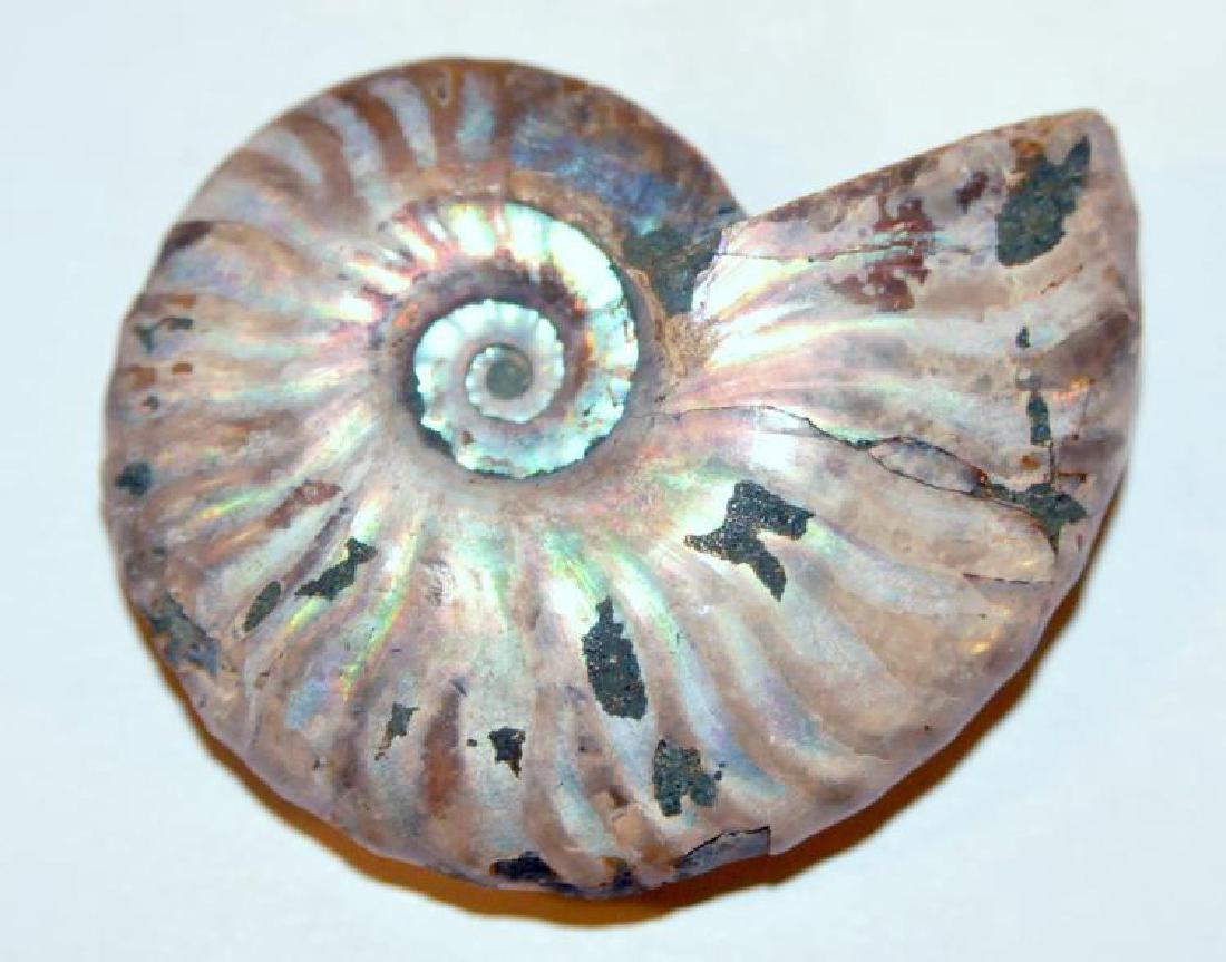 Opalized ammonite fossil polished (1 of 8)