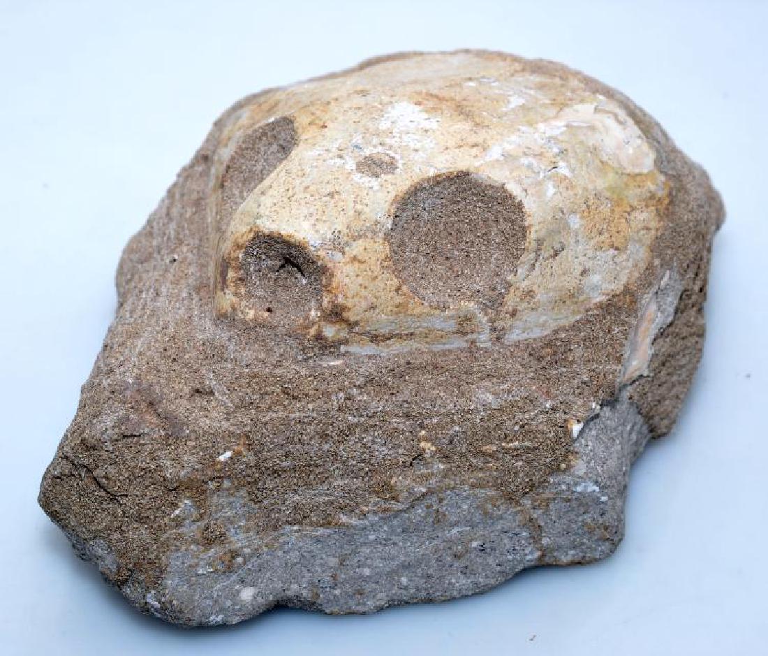 Turtle head fossil mineralized (1 of 5)