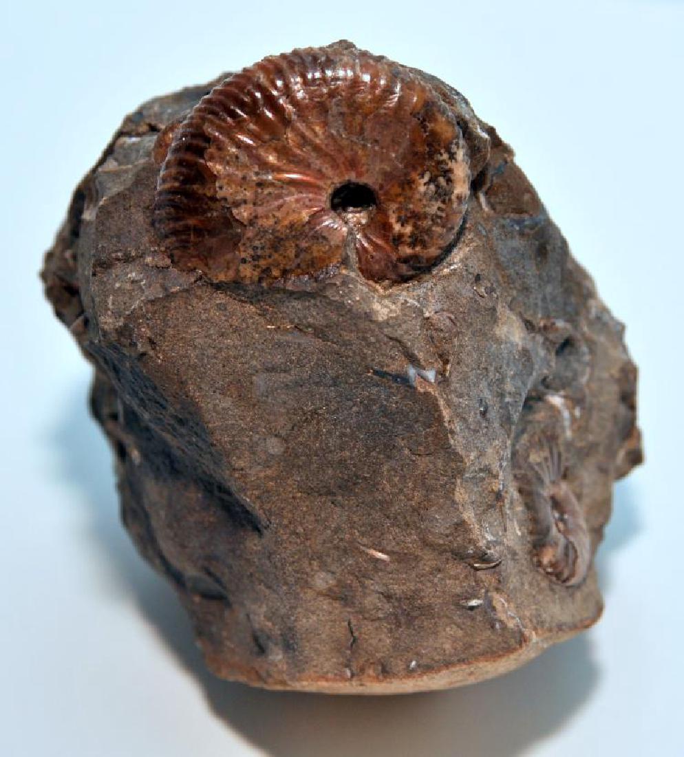 Ammonite opalized fossil specimen (1 of 5)