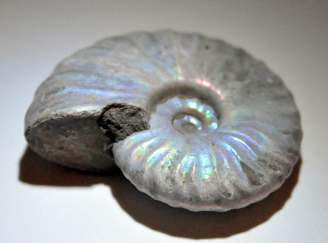 Ammonite specimen opalized fossil (1 of 4)