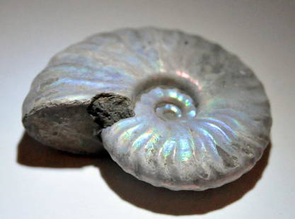 Ammonite specimen opalized fossil: Ammonite pearlized fossil 250 - 500 million years old with brillian silver rainbow colors - condition is good for its age -about 1 1/2 x 1 3/4 inches